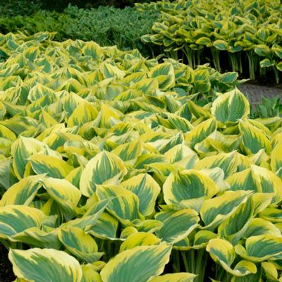 Hosta 'Liberty'